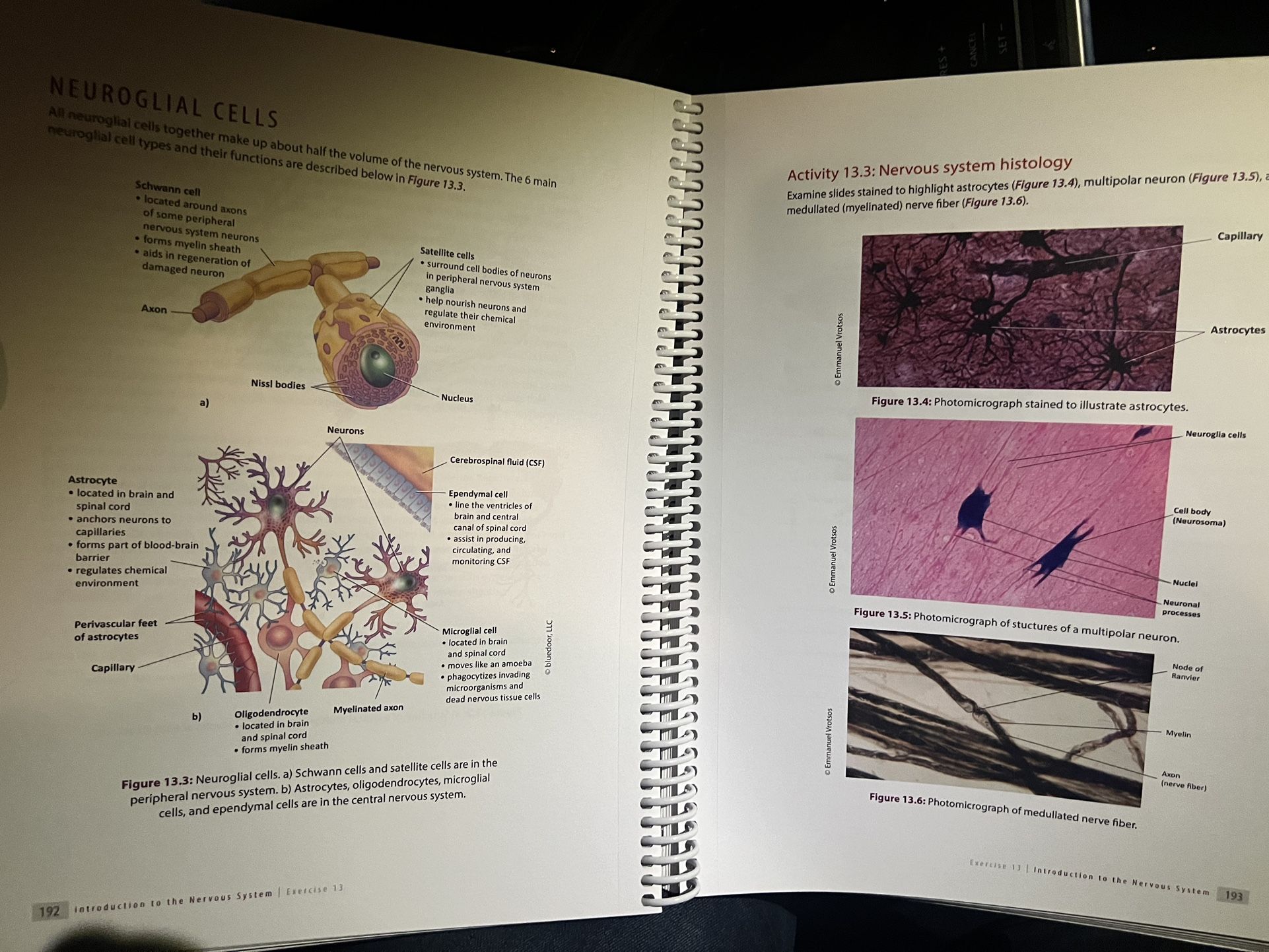 Human Anatomy and Physiology 1 ( Lab Manual 2nd edition ) for Sale in ...