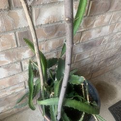 Adult plant!    Potted 
