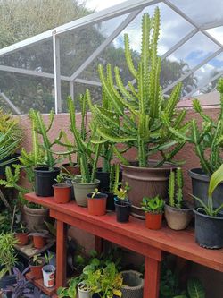 Cactus
