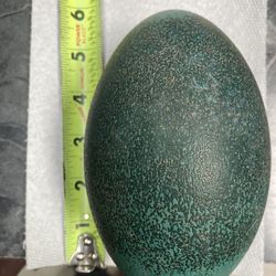 Empty Emu Eggs 