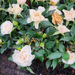 Minis Rosales 1/2 gallon De Todos Colores 