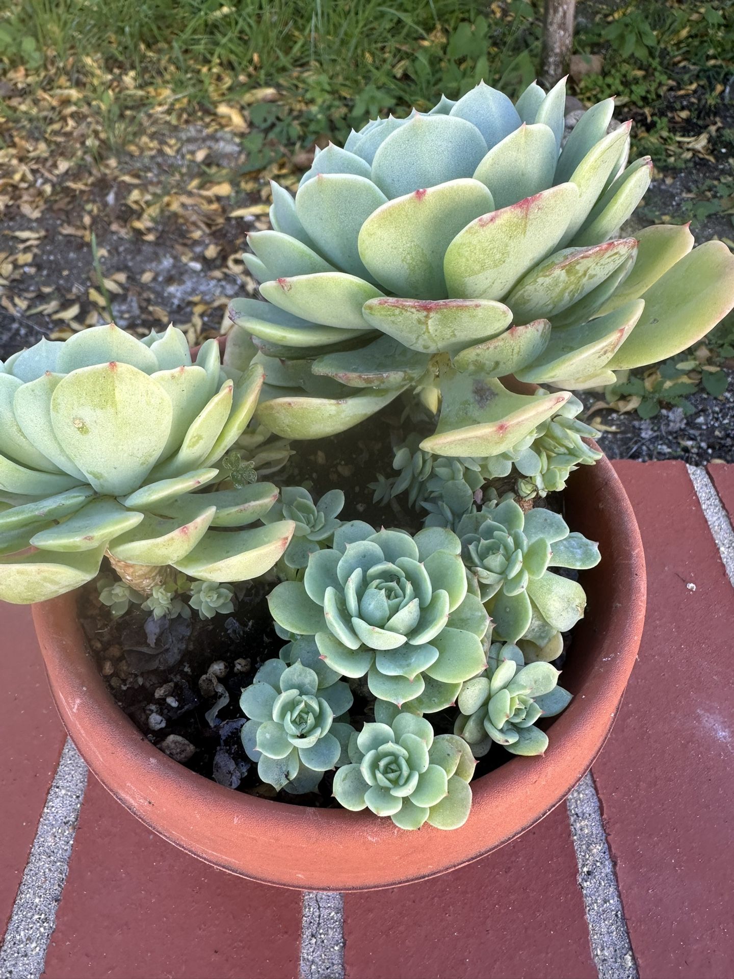 Beautiful Succulent Plant