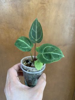 Anthurium Crystal-Mag  X  SKG Grey