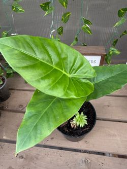 Baby elephant ear plant