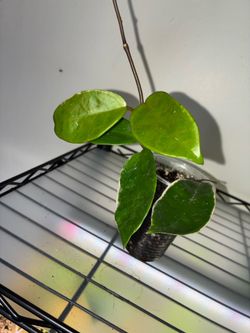 Hoya Krimson Queen Plant