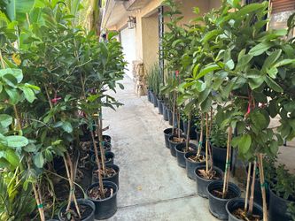 White guava pink guava trees 30$ each