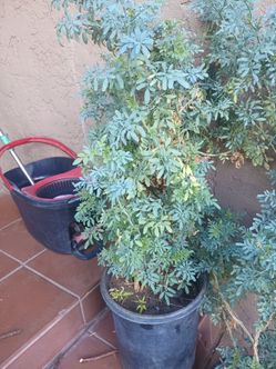 Plantas de ruda grandes cada una