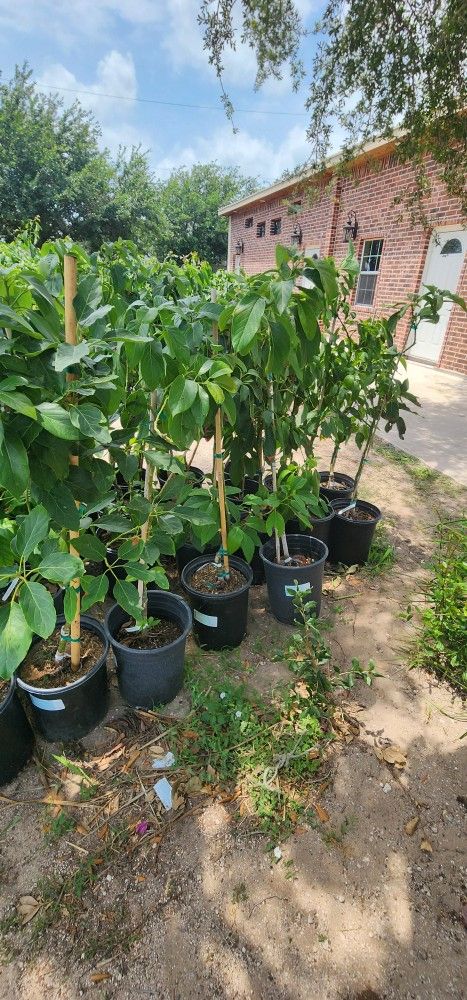 Grafted Avocado HASS TREES 3GALLON