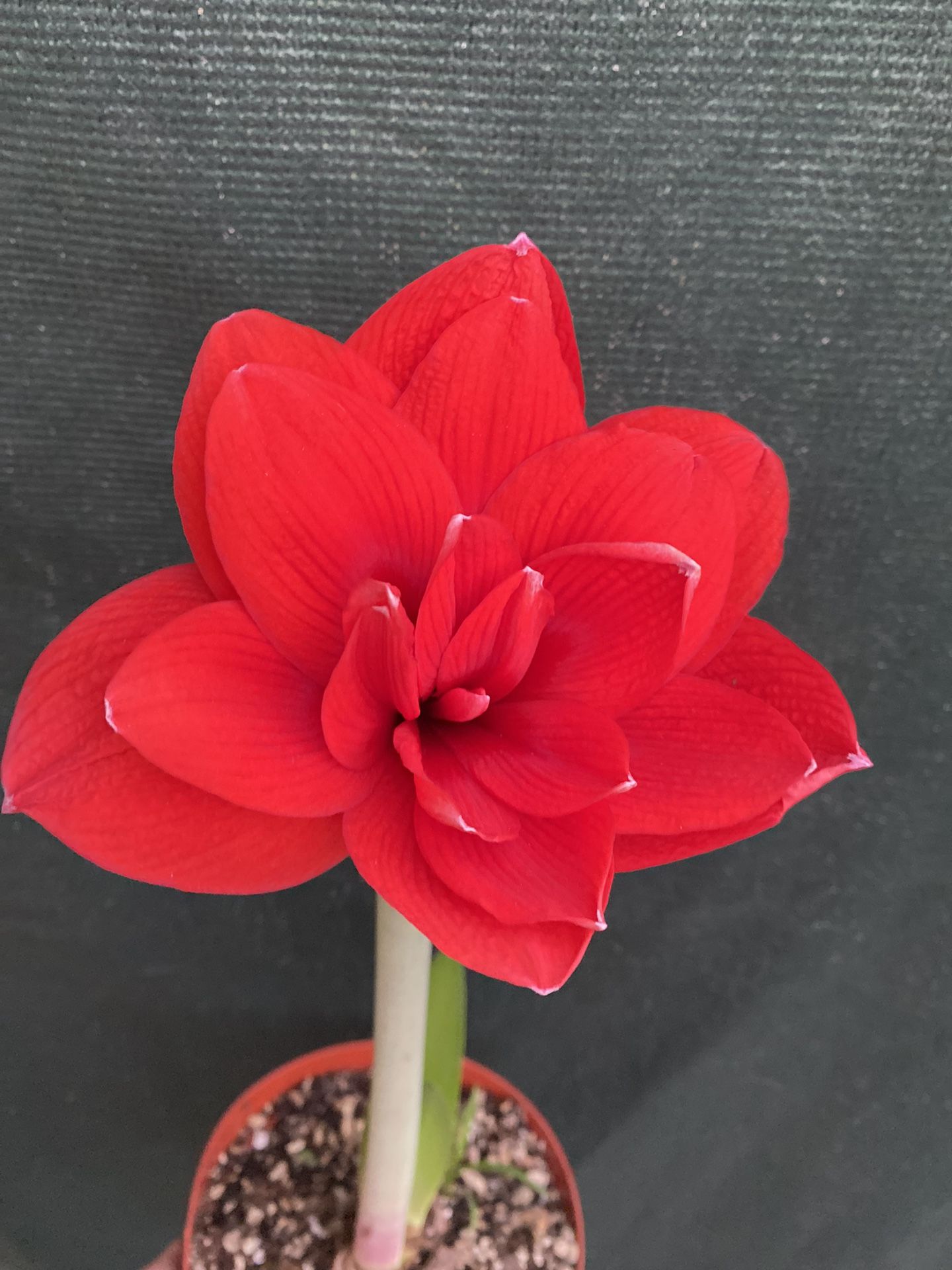 Amaryllis Blooming Double Large Flower Plant, In 8 Inch Pot Pick Up Only