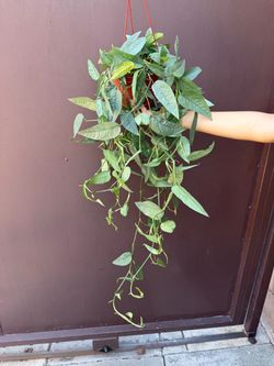 6” Cebu blue Pothos