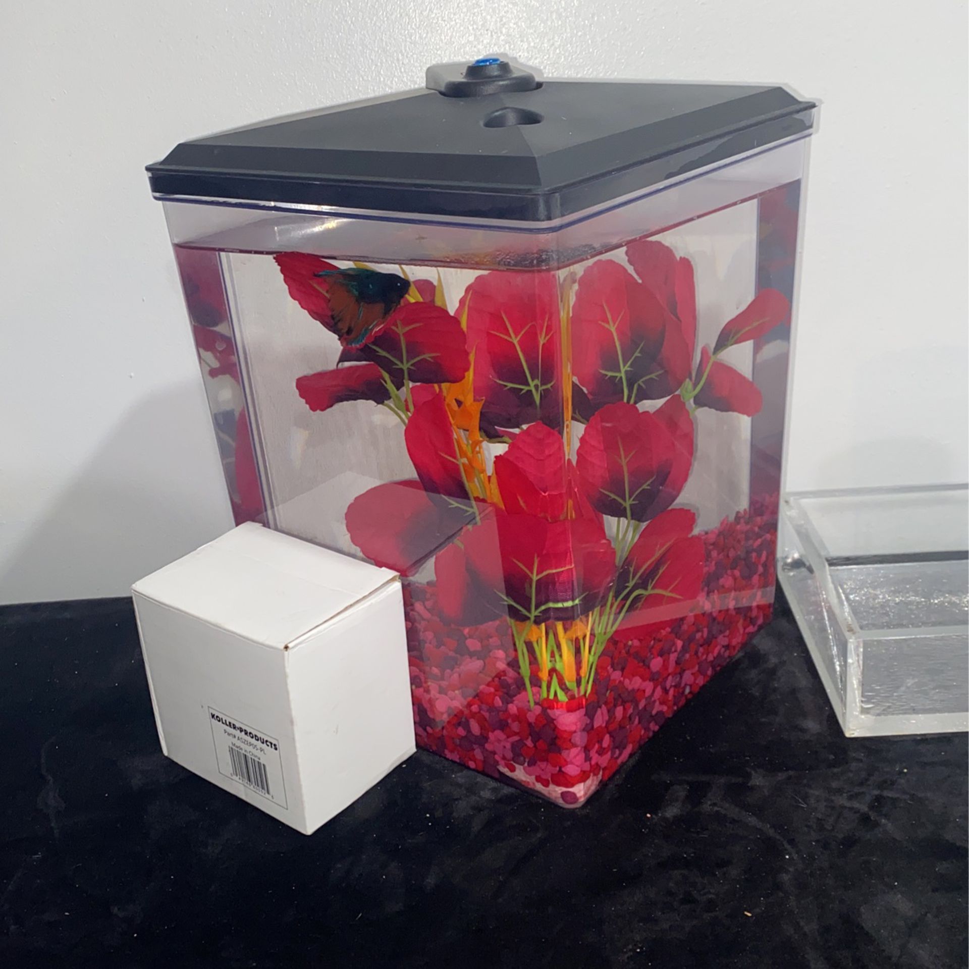 Betta Fish With Tank && Filter included In box 30$ Food included 