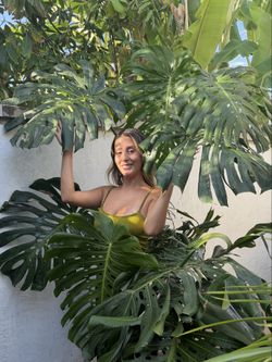 Monstera deliciosa XL tropical plant