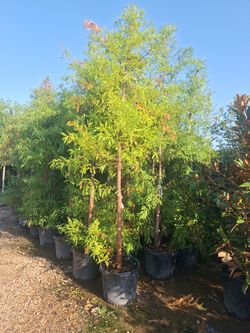 Bald Cypress 
