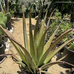 Aloe Vera Large Around 24” Savila tengo diferentes tamaños puede preguntar por precio