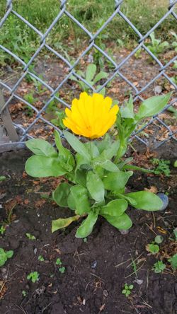 Calendula,  therapeutic flowers