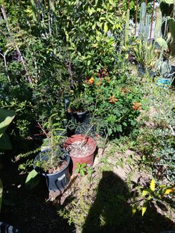 Plantas paraiso