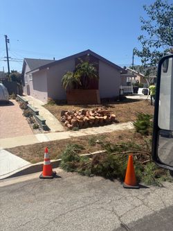 Free firewood