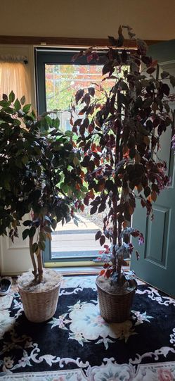 Tall Artificial Ficus Trees in Wicker Baskets – Set of 2