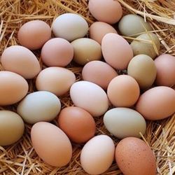 Free Range organic 1 Dozen Brown Eggs Burlington
