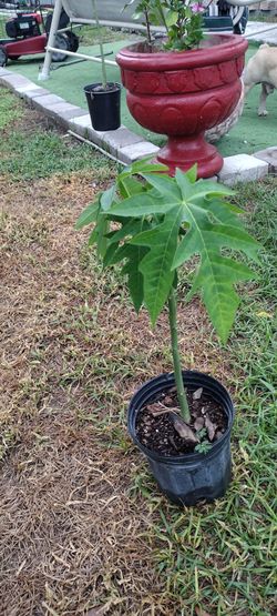 Papaya Tree