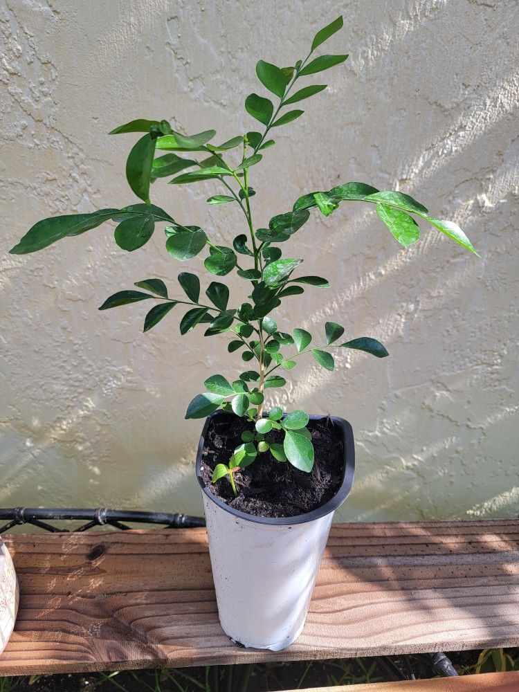 Orange Jasmine Plant
