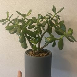 JADE Natural Plant With Pot 