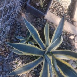 American Agave Opal Plant