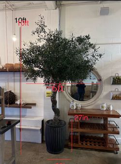 Beautiful olive tree