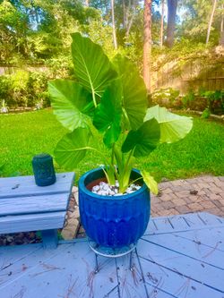 Upright Elephant Ear (Alocasia odora)
