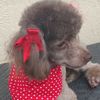 Brenda