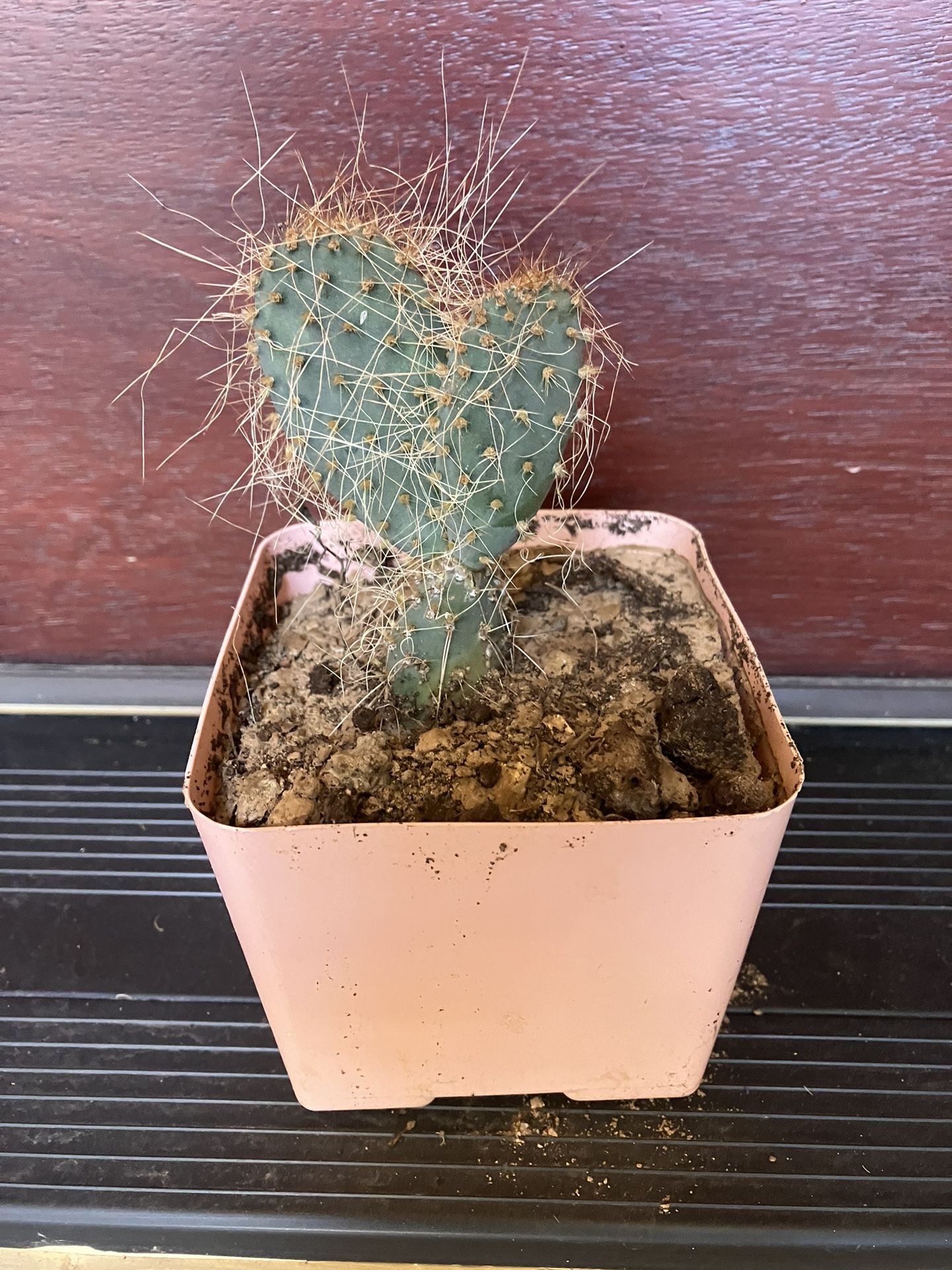 Cute Blue Prickly Pear