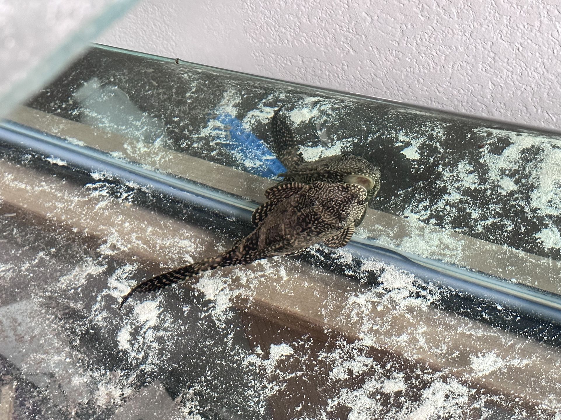 Free Hypostomus plecostomus