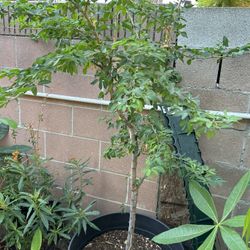 Guamuchil tree