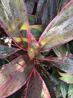 Red Sisters (Ti) Plant