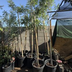 Red Push Pistachio Trees In 15 Gallón 7F The Tall $100 Each Price Firm