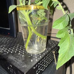 Propagated Tomato Plant 