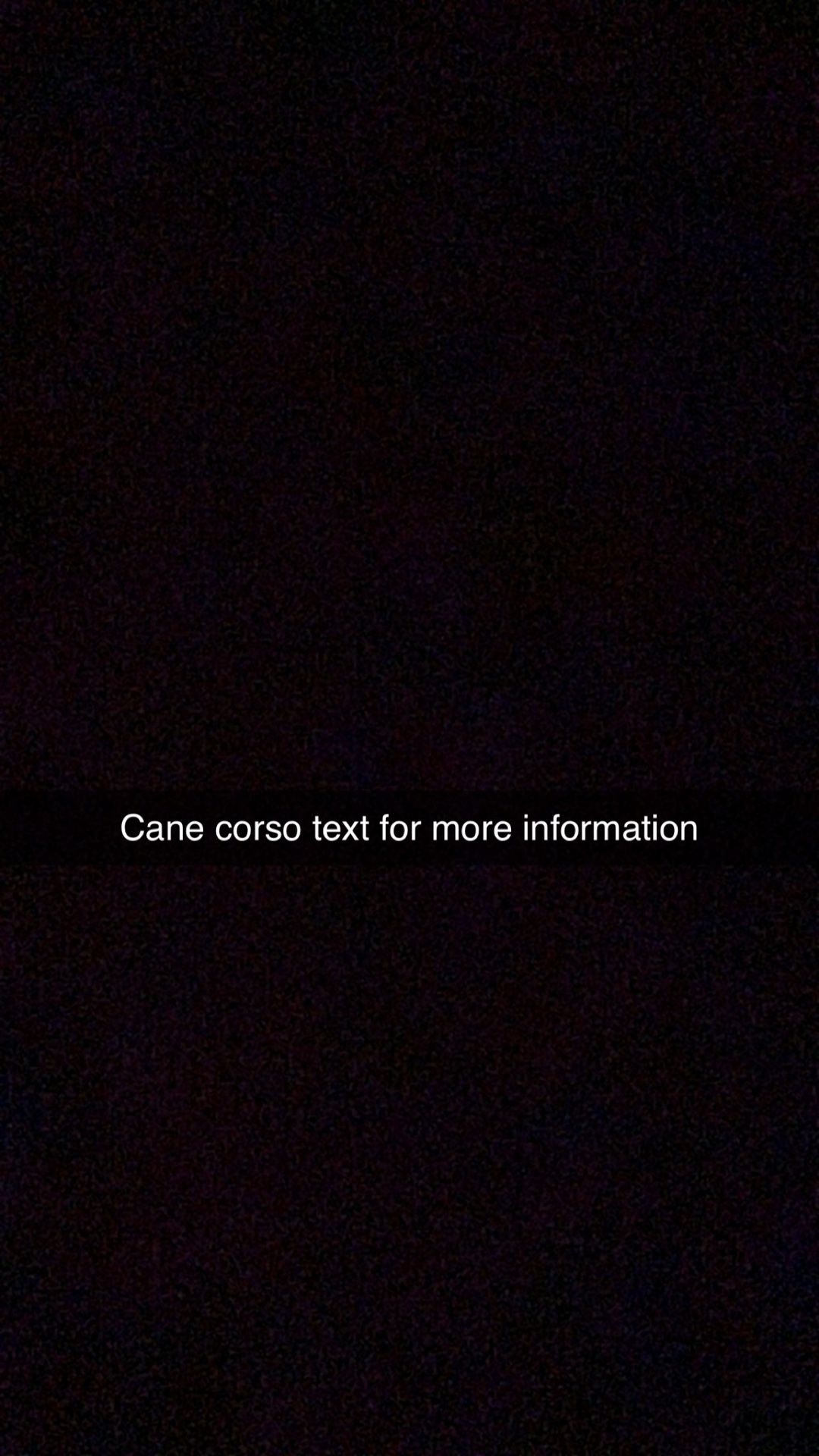 Cane Corso