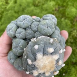 Rare Cactus Cluster