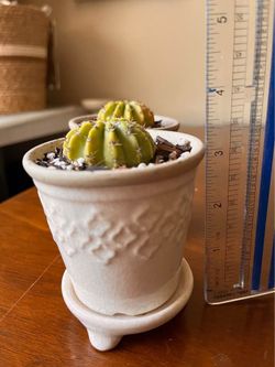 Flamingo & Pecos, Live Easter Lily Cactus in Decorative Ceramic Pot – $12 Each