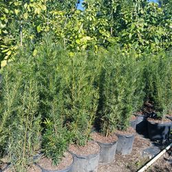 Podocarpus SALE! 4-4.5'ft $19🏡