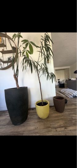 Indoor Potted Plants with Planters Set of 3