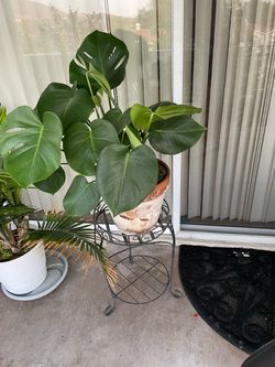 Small Monstera plant