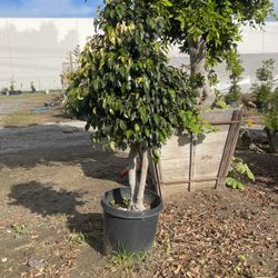 Ficus Fig