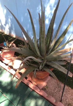 Savila plant real big and beautiful