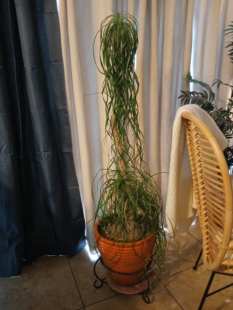 Living Plant  Ponytail Palm with Large Ceramic Pot