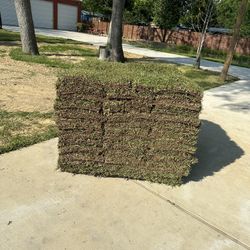 Grass Sod 