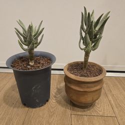 Very Rare Aloe Pillansii