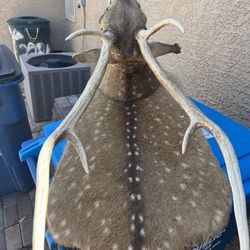 Unique Axis Deer Taxidermy Mount - Distressed / Project Piece