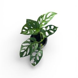 Monstera deliciosa 🪴 Swiss cheese plant