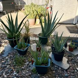 Aloe Vera Plants